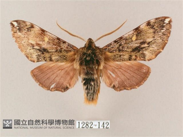 井上氏絨毛天蛾藏品圖，第1張