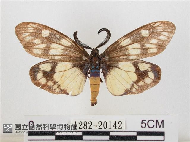 蓬萊茶斑蛾藏品圖，第1張