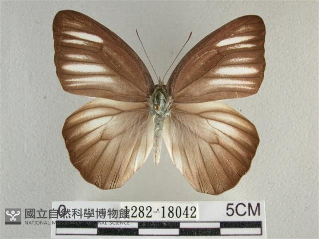 異色尖粉蝶藏品圖，第1張