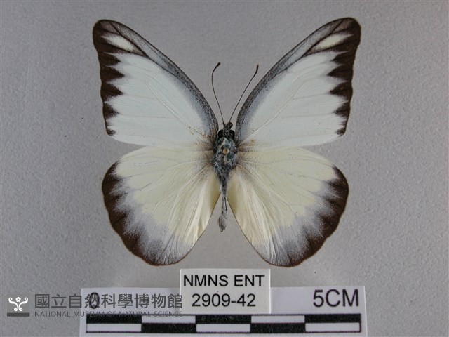 異色尖粉蝶藏品圖，第1張