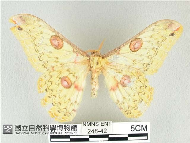 黃豹天蠶蛾藏品圖，第1張