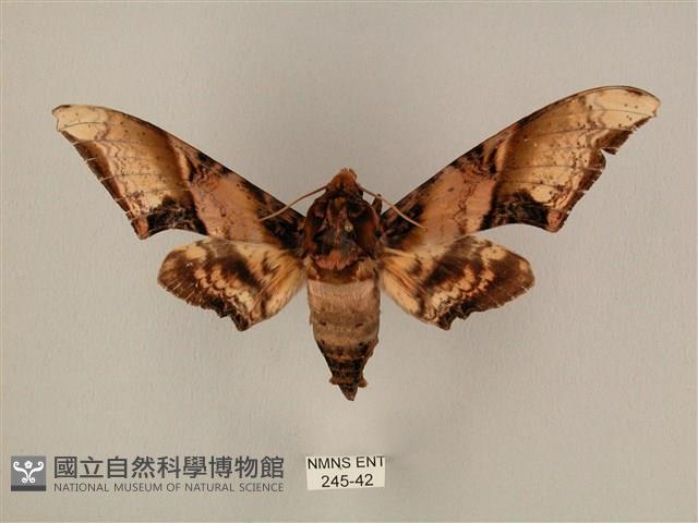 臀角斑天蛾藏品圖，第1張