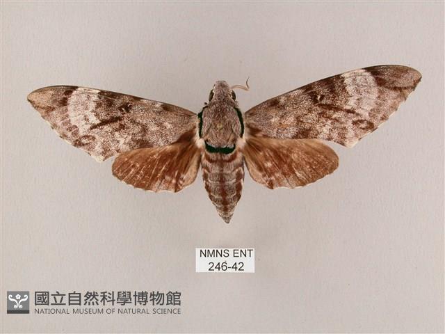 粗斜紋天蛾藏品圖，第1張