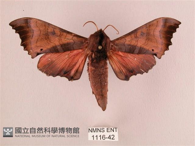 桃紅六點天蛾藏品圖，第1張