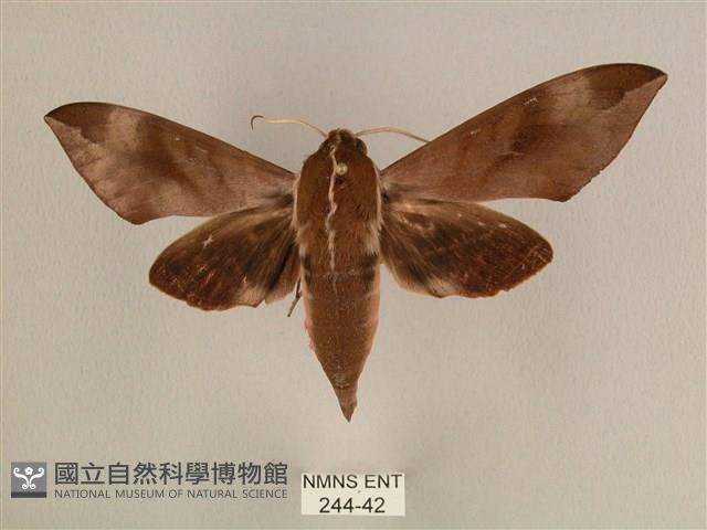 背中白天蛾藏品圖，第1張