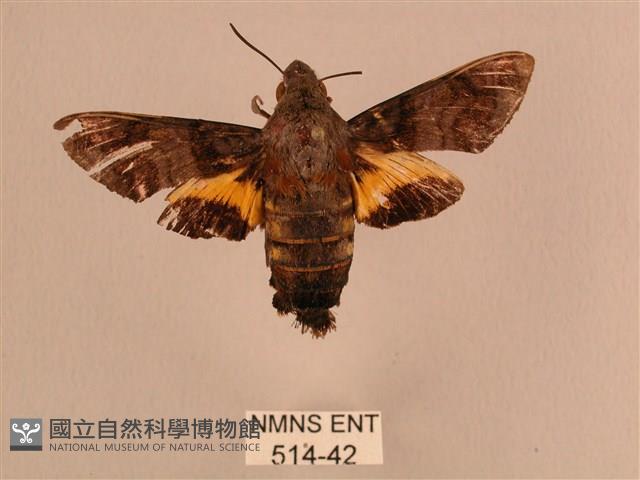 黃斑長喙天蛾藏品圖，第1張