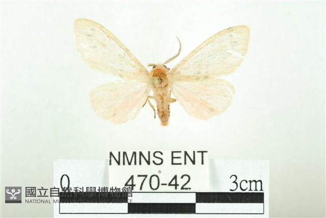 三條橙燈蛾藏品圖，第1張