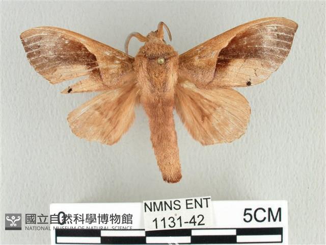 大褐斑枯葉蛾藏品圖，第1張