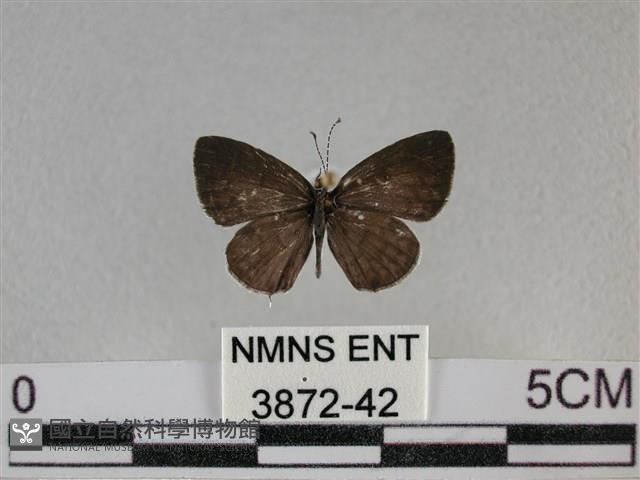 黑星灰蝶藏品圖，第1張