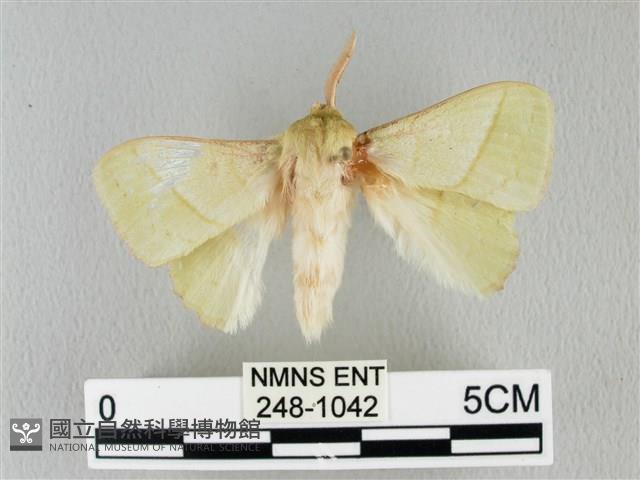 青枯葉蛾藏品圖，第1張