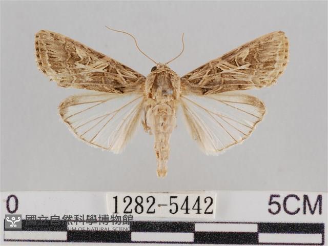 斜紋夜盜蛾藏品圖，第1張