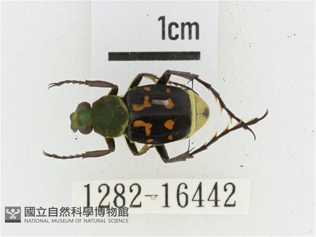 黃肩長腳花金龜藏品圖，第1張