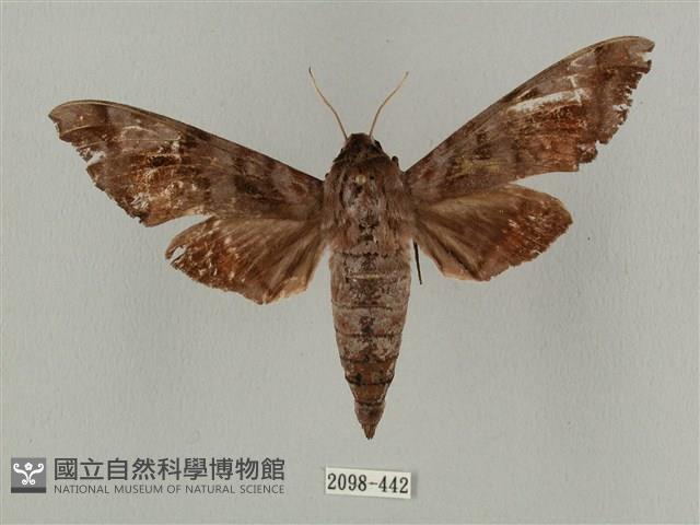 半緣缺角天蛾藏品圖，第1張