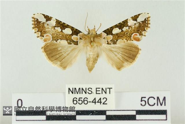 連珠波紋蛾藏品圖，第1張