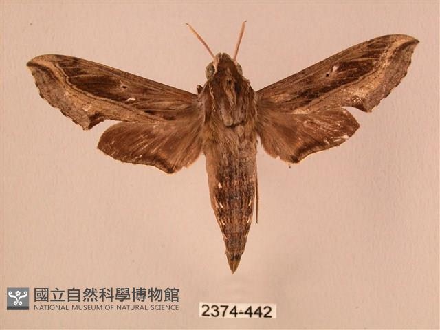 斜線天蛾藏品圖，第1張