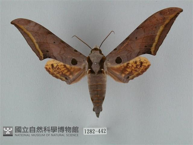 圓斑鷹翅天蛾藏品圖，第1張