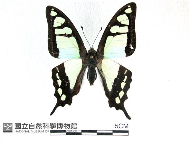 寬帶青鳳蝶藏品圖，第1張