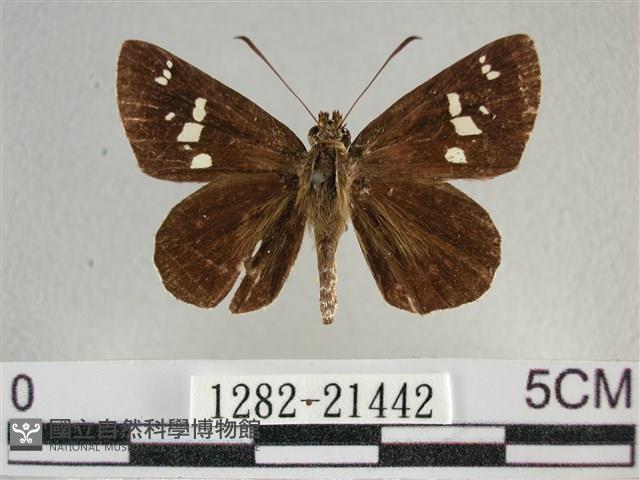 白斑弄蝶藏品圖，第1張