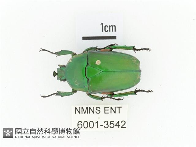 小扇角金龜藏品圖，第1張