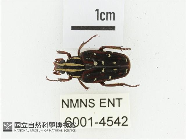 巴蘭陷紋金龜藏品圖，第1張