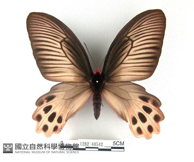 曙鳳蝶藏品圖，第1張