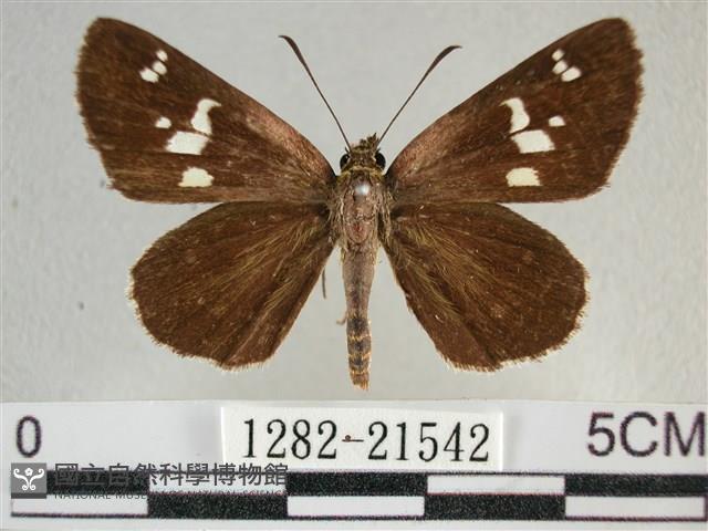 白斑弄蝶藏品圖，第1張