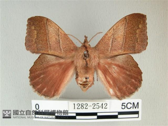 埔里雙線枯葉蛾藏品圖，第1張