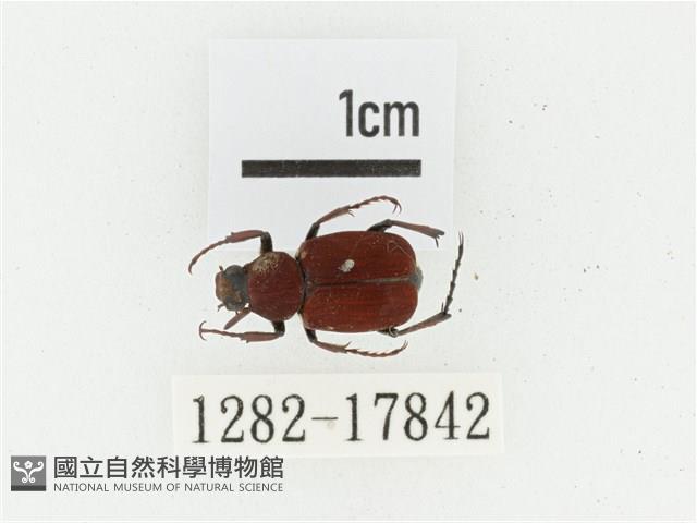 血紅虎斑花金龜藏品圖，第1張