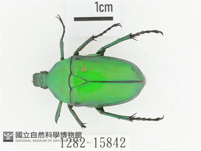 金艷騷金龜藏品圖，第1張