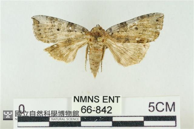灰太波紋蛾藏品圖，第1張