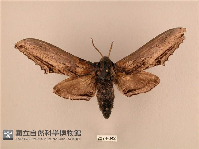 臺灣鋸翅天蛾藏品圖，第1張