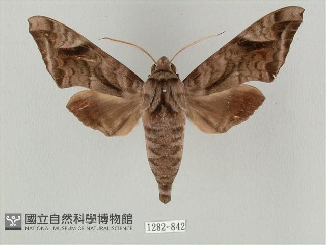 全緣缺角天蛾藏品圖，第1張