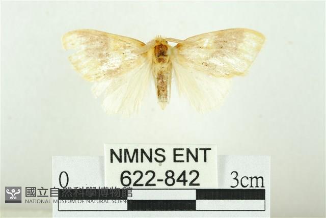 寬紋黃毒蛾藏品圖，第1張