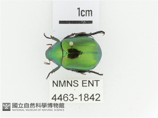 艷金龜藏品圖，第1張