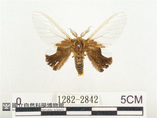 榕透翅毒蛾藏品圖，第1張