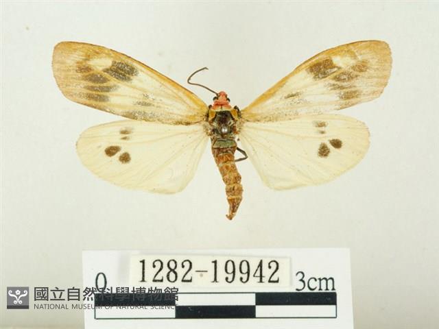 史氏狹翅螢斑蛾藏品圖，第1張