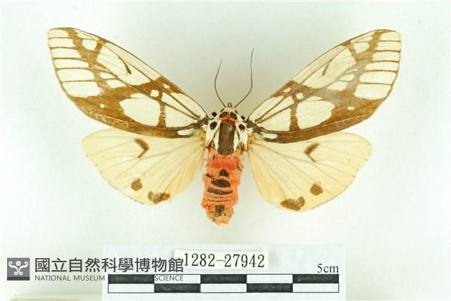 乳白斑燈蛾藏品圖，第1張