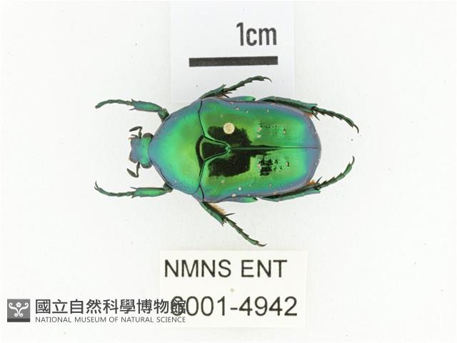 藍艷白點花金龜藏品圖，第1張