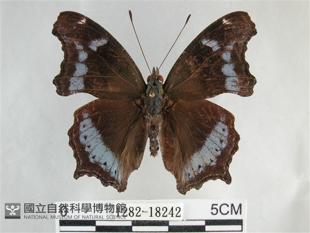 琉璃蛺蝶藏品圖，第1張