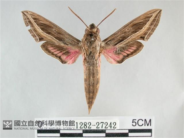 銀條斜線天蛾藏品圖，第1張