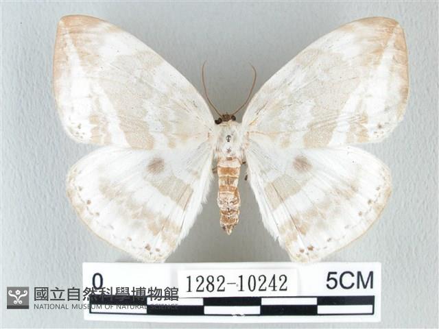 圓翅大鉤蛾藏品圖，第1張