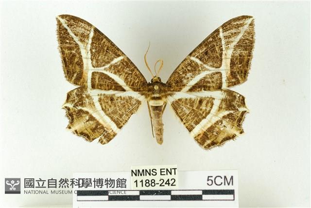 樹形尺蛾藏品圖，第1張