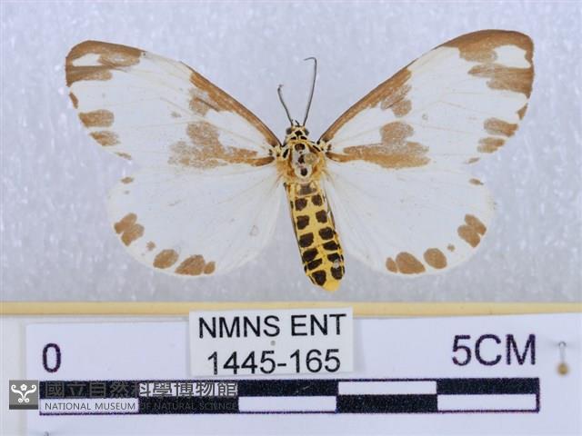 後凸蝶燈蛾藏品圖，第1張