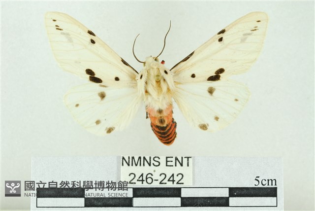 菊池污燈蛾藏品圖，第1張