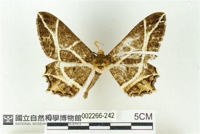 樹形尺蛾藏品圖，第1張