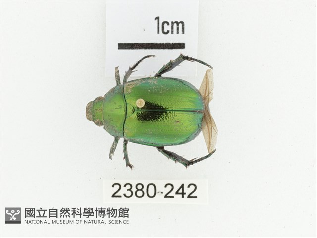 艷金龜藏品圖，第1張