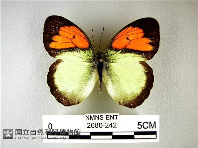 異粉蝶、雌白黃蝶藏品圖，第1張