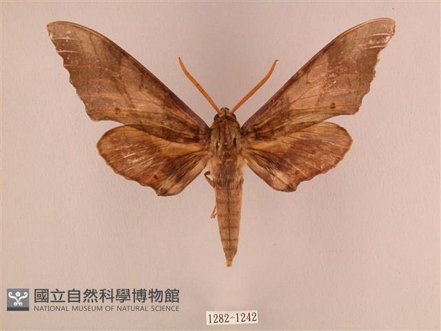 栗六點天蛾藏品圖，第1張