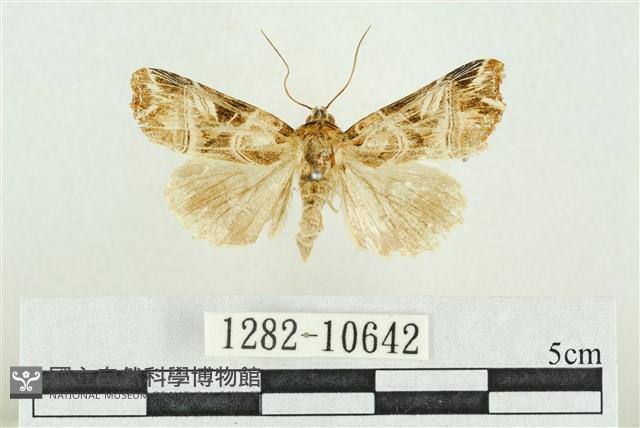 紅暈散紋夜蛾藏品圖，第1張