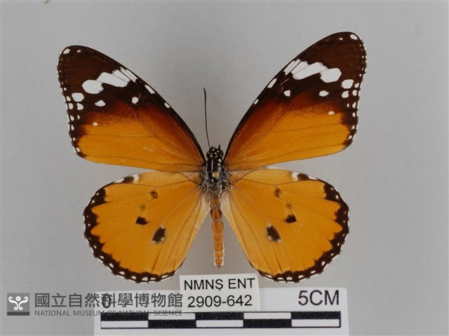 樺斑蝶藏品圖，第1張